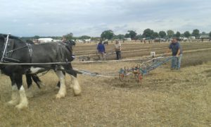 64 Campeonato Mundial de Arada 2016, York (Inglaterra)