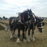 64 Campeonato Mundial de Arada 2016, York (Inglaterra)