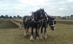 64 Campeonato Mundial de Arada 2016, York (Inglaterra)