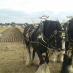 64 Campeonato Mundial de Arada 2016, York (Inglaterra)