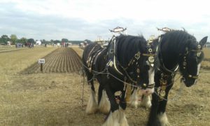 64 Campeonato Mundial de Arada 2016, York (Inglaterra)