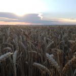 Diego Martín, de 16 años, de Cerecinos del Carrizal (Zamora)