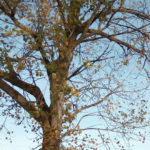 Convocadas las ayudas a inversiones en tecnologías forestales y comercialización Árbol Canal de Castilla