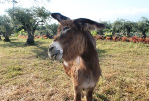 Primera categoría (de 12 a 14 años). Premio. Belén Montesinos Moreno, de 13 años, de Candeleda (Ávila)