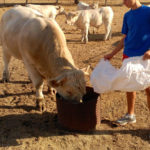 ASAJA Castilla y León, con la Agricultura Familiar Agricultura familiar