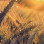 fondo_espiga