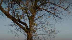 Árbol Canal de Castilla