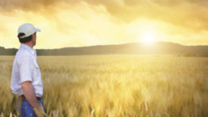 Señor y trigo