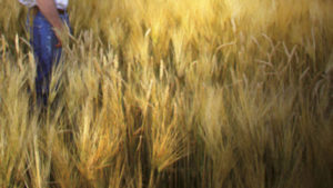 Señor y trigo