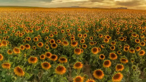 Campo provincia Palencia