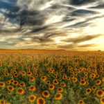 Campo provincia Palencia