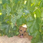 Accésit: María Gañán Esteban