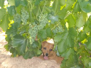 Accésit: María Gañán Esteban