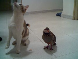 Premio: Miguel Machín Fernández