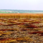La mimbre llega con el frío La mimbre llega con el frío