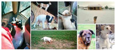 Perros que saben mucho de campo Perros que saben mucho de campo