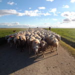 Rodrigo Vaquero Martín