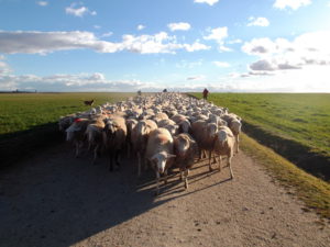 Primera categoría (de 12 a 14 años). Accésit. Rodrigo Vaquero Martín, de 12 años, de Palacios Rubios (Salamanca)