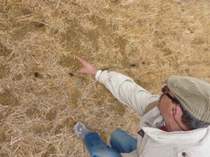 Los topillos causan estragos en Alemania