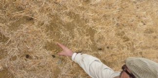 ASAJA valora que se recupere la quema controlada de rastrojos como medida fitosanitaria para prevenir y controlar plagas y enfermedades en el campo Los topillos causan estragos en Alemania