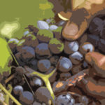 Hay que tener criterio para repartir ayudas Uvas y mano