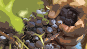 Uvas y mano
