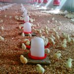 El «aclarado» de los pollos El "aclarado" de los pollos