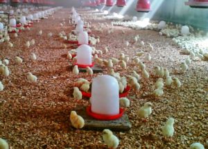 El "aclarado" de los pollos