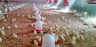 Influenza aviar: se levanta el confinamiento de aves en todo el territorio nacional El "aclarado" de los pollos