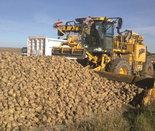 ASAJA pide a las administraciones que estén vigilantes ante el fin del sistema de cuotas de remolacha ASAJA pide a las administraciones que estén vigilantes ante el fin del sistema de cuotas de remolacha