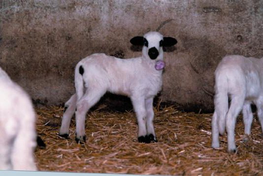 ASAJA pide control en las importaciones de cordero para que no expulsen al lechazo autóctono de la mesa navideña ASAJA pide control en las importaciones de cordero para que no expulsen al lechazo autóctono de la mesa navideña