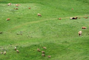 La imagen de rebecos pastando entre las vacas demuestra que la sanidad debe de ser única