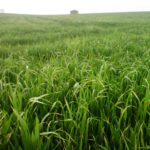 Los mercados, impredecibles El campo celebra mañana San Isidro Labrador expectante para que cuaje la situación favorable de los cereales
