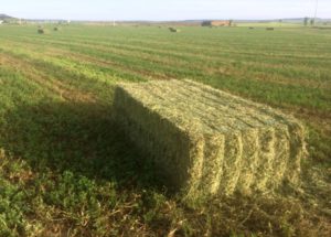 El campo de Castilla y León corona San Isidro con gran incertidumbre sobre la evolución del cereal de secano