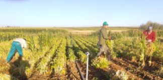 EL SMI sube un 66% desde 2018 y la nómina real en una explotación ya roza los 2000 euros por trabajador Buena calidad y producciones desiguales marcan la campaña de legumbre en Castilla y León