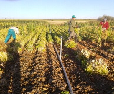 Buena calidad y producciones desiguales marcan la campaña de legumbre en Castilla y León