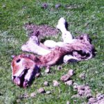 Cambios importantes en los pagos compensatorios por daños producidos por el lobo en explotaciones ganaderas de Castilla y León ASAJA pide que la Administración asuma como daño patrimonial el que cause el lobo al ganado en cualquier punto de Castilla y León