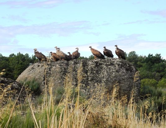 ASAJA pide cambios para que realmente funcione el programa de alimentación de necrófagas con cadáveres de ganado ASAJA pide cambios para que realmente funcione el programa de alimentación de necrófagas con cadáveres de ganado