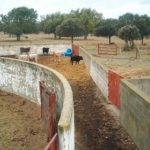 Por una única sanidad animal ASAJA ve pocos avances