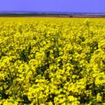 La colza inicia la campaña de suscripción de seguros 2021-2022 ASAJA de Castilla y León se opone a que se reduzca el uso de biocarburantes
