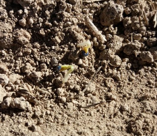 ASAJA reclama cambios en los seguros para ampliar la protección por no nascencia de los cultivos Nascencia colza