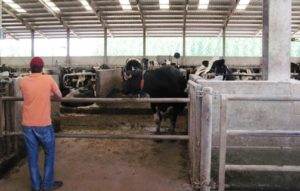 ASAJA repartirá 2.500 briks de leche en protesta por el descalabro de precios que está arruinando a los ganaderos