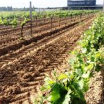 Abierto el plazo de solicitud de las ayudas a la reestructuración de viñedos en Castilla y León ASAJA pide que los fondos europeos para reforzar el sector del vino repercutan también en los viticultores