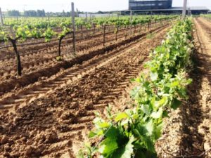 ASAJA pide que los fondos europeos para reforzar el sector del vino repercutan también en los viticultores