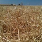 Castilla y León recibirá un primer pago de 8,1 millones de euros en indemnizaciones por siniestros de sequía y pedrisco en cereal ASAJA critica que la Junta excluya a las sociedades mercantiles de las ayudas a la sequía