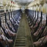 Confieso y me acuso de tener una macrogranja ASAJA pide a administraciones y Agroseguro un replateamiento global que salve al sistema de seguros agropecuarios