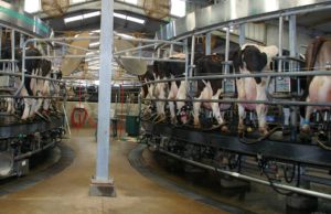 Los ganaderos de Castilla y León siguen excediéndose en su cuota láctea