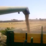 Una cosecha agridulce Las pésimas condiciones del campo de Castilla y León obligan a que las cosechadoras empiecen su trabajo en primavera