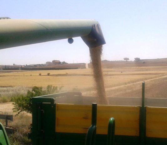 Las pésimas condiciones del campo de Castilla y León obligan a que las cosechadoras empiecen su trabajo en primavera Las pésimas condiciones del campo de Castilla y León obligan a que las cosechadoras empiecen su trabajo en primavera