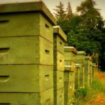 Etiquetado más detallado, pero no lo suficiente ASAJA insiste ante el ministerio en la necesidad de un nuevo etiquetado para la miel que refleje el país de origen